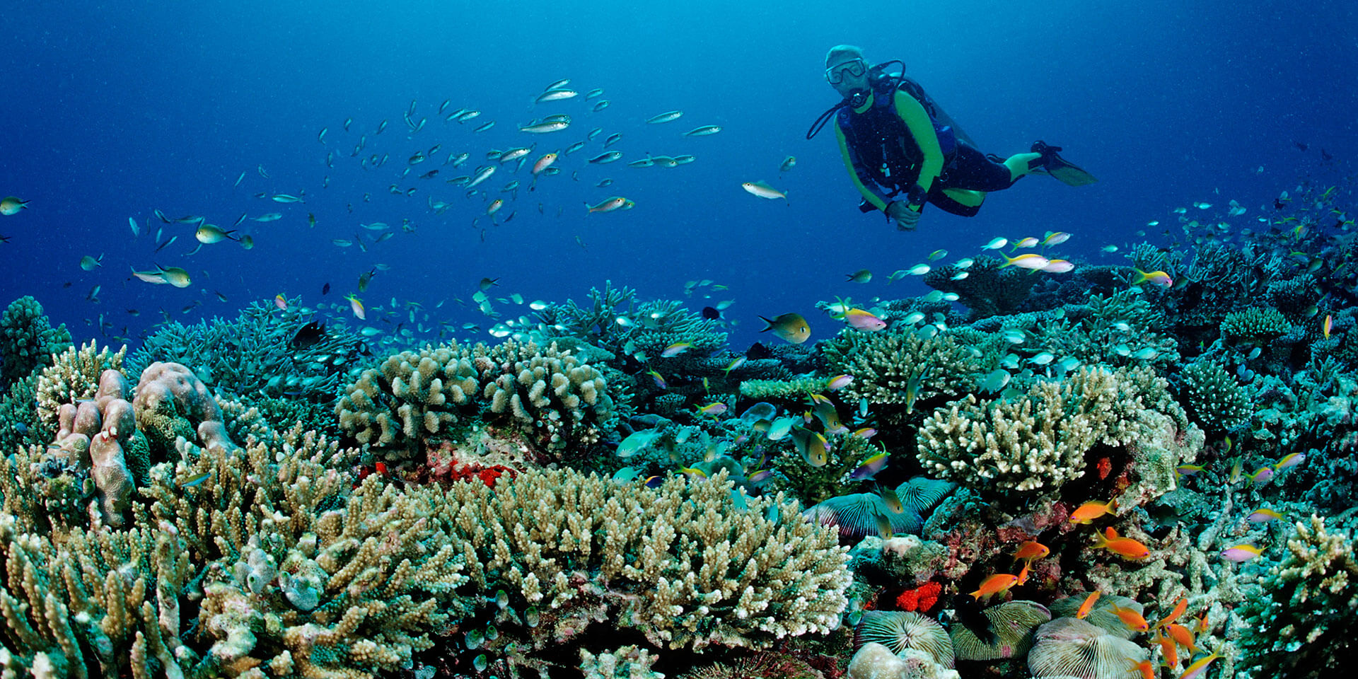 mergulho ilha maldiva