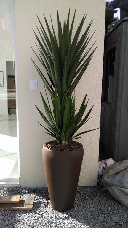 Yucca Planta