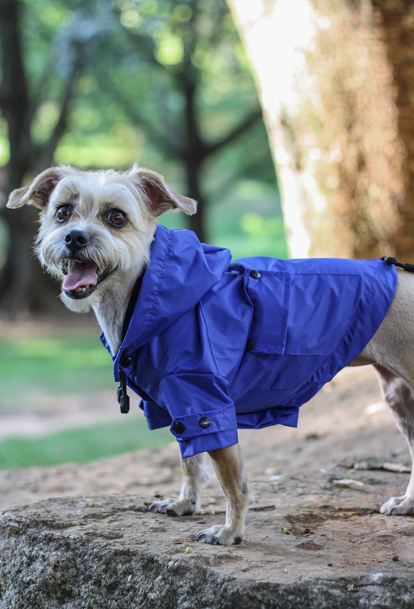 Cachorro de Corta Vento